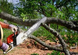 How Our Tree Care Process Works  in  South Amherst, OH